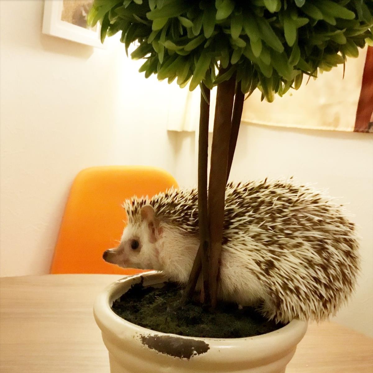 Hedgehog & Cafe [CAFE DE HARI]